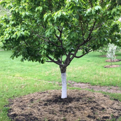 Orchard cultivation